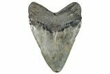 Fossil Megalodon Tooth - South Carolina #236368-2